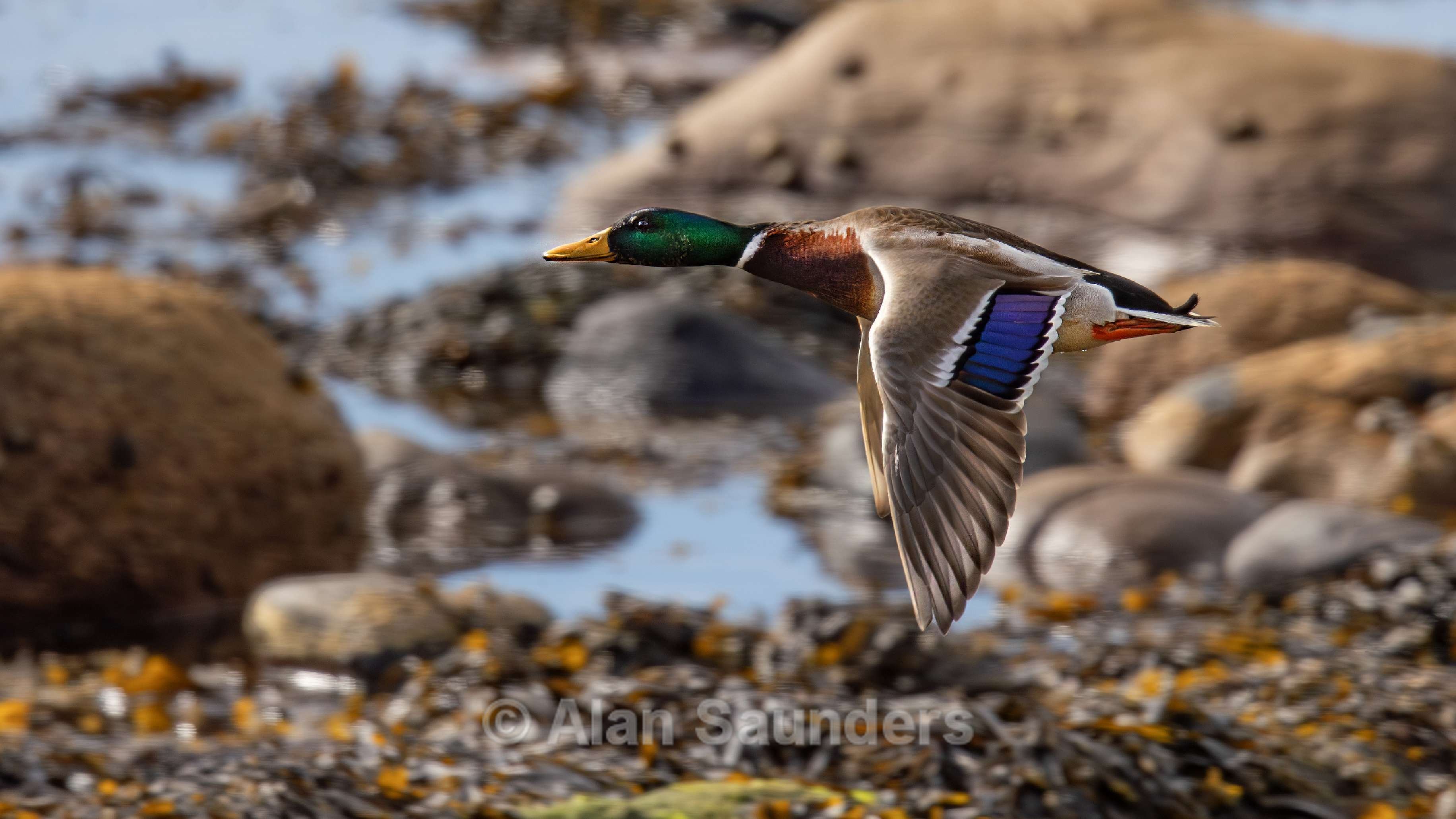 Mallard 1 (male)