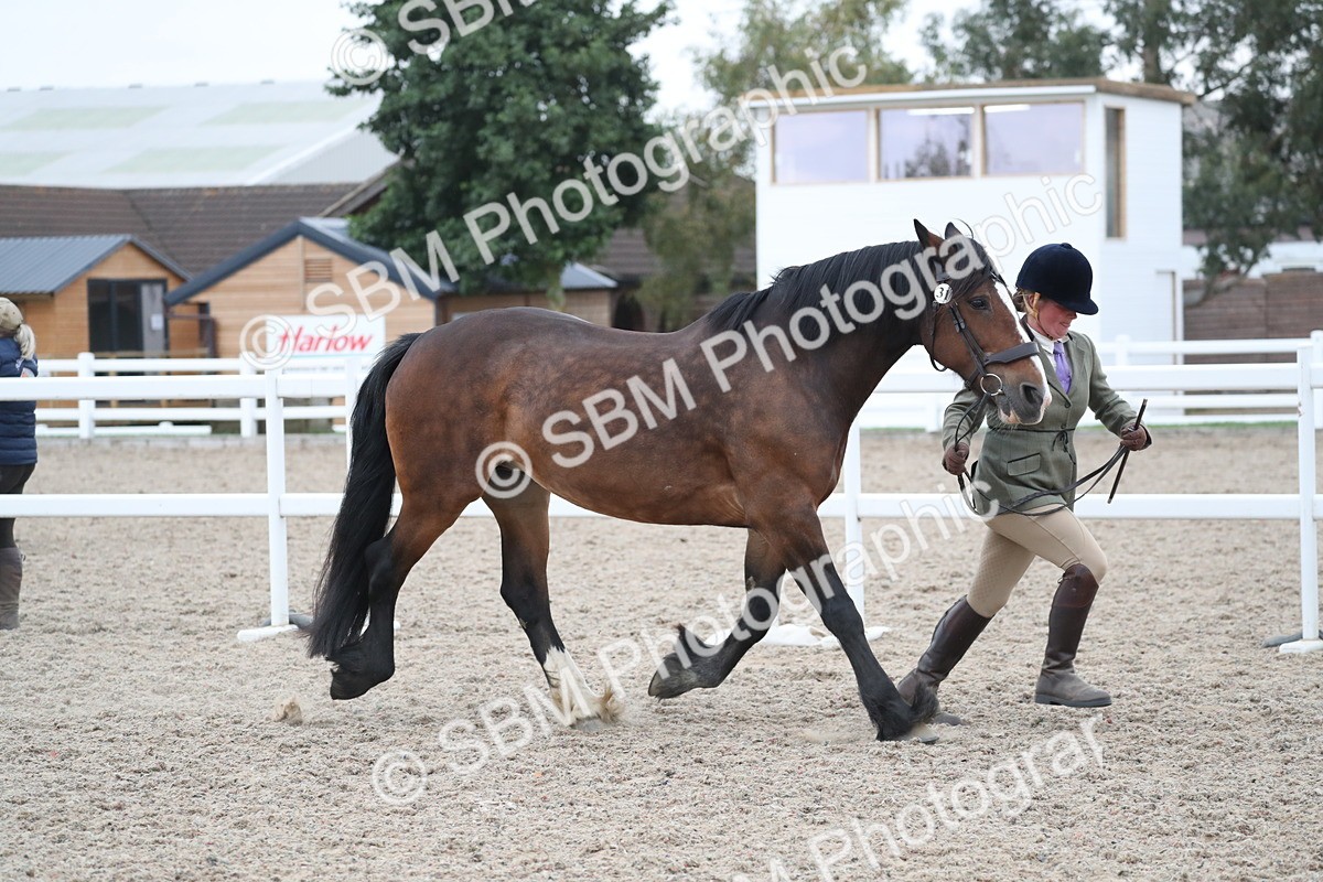 SBM_18297 - Class 318 IH Part bred Horse/Pony