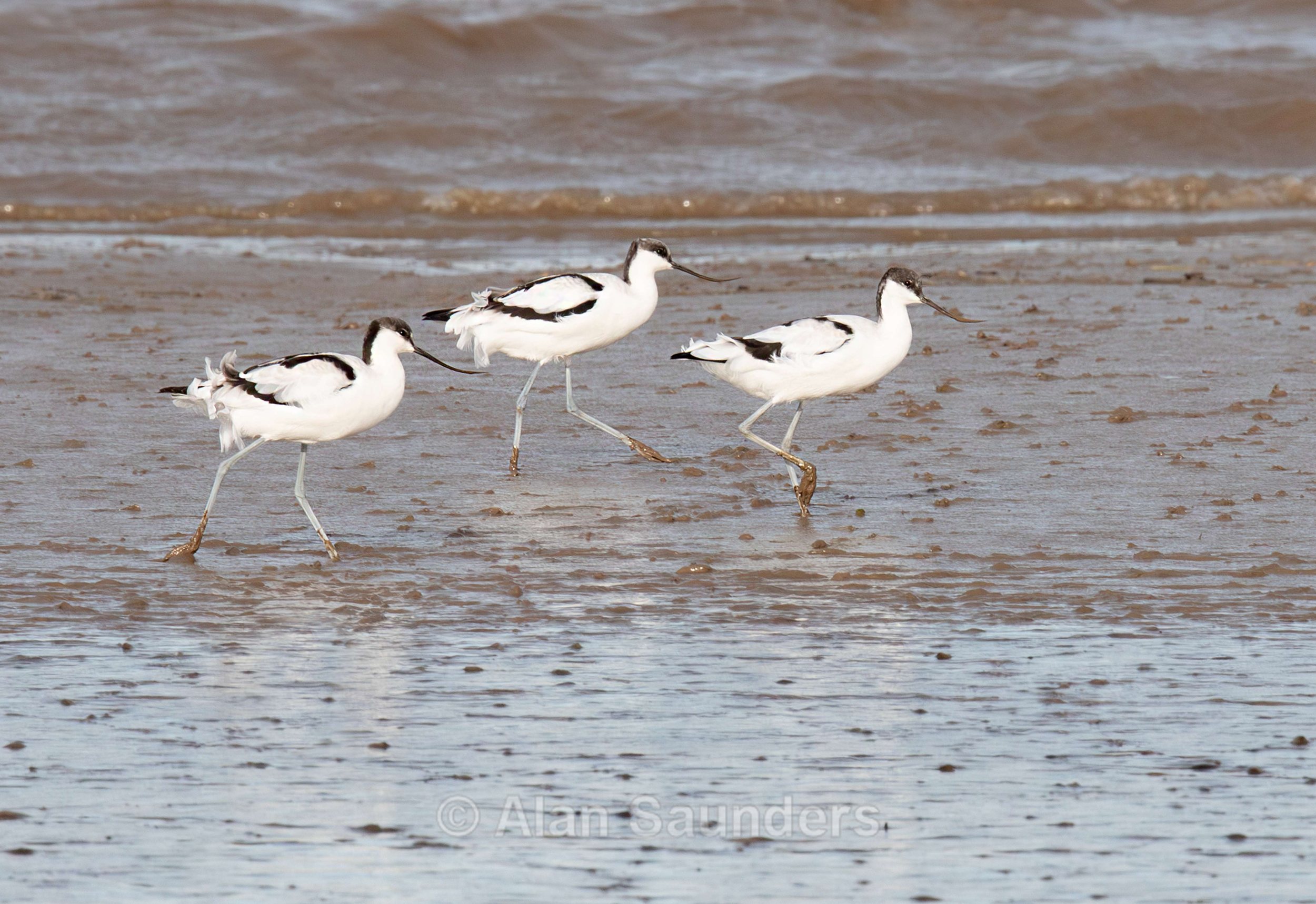 Pied Avocet 3
