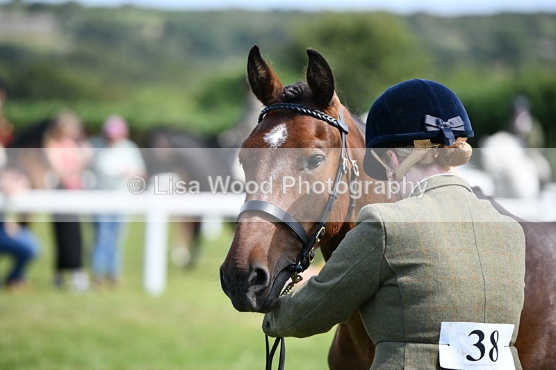 DSC_8377 - Class 68: Part Bred In Hand M & M