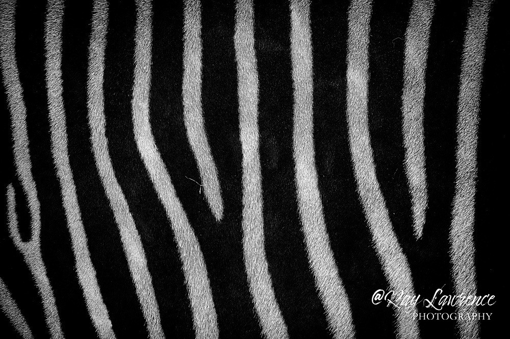 20211116-RLP_6286 - Wildlife - Other