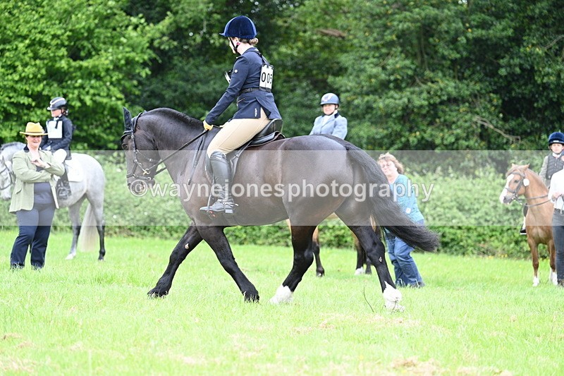 WJ7_3980 - Class 14A Handsome Gelding