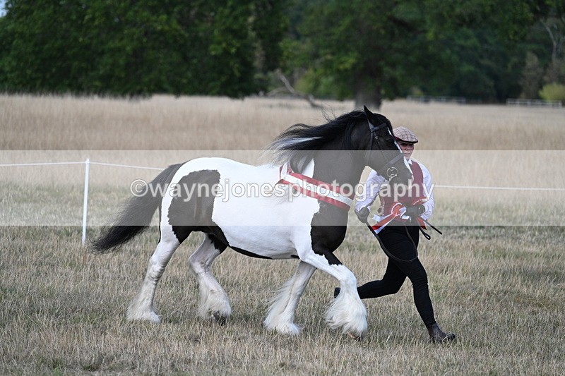 WJ7_8430 - In-hand Championship