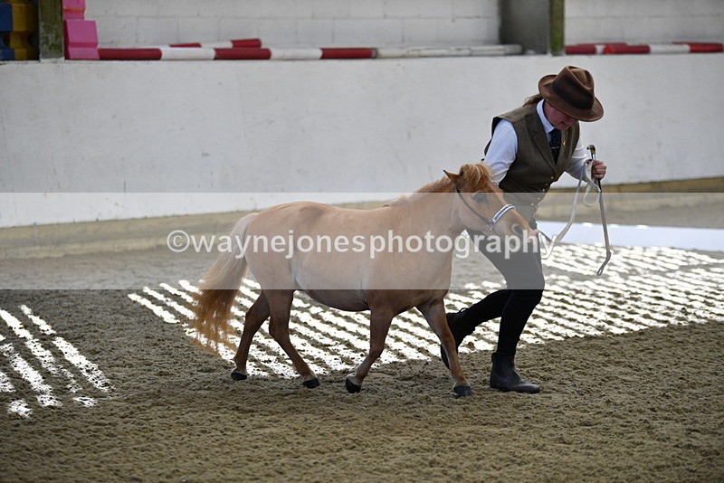 WJ5_3877 - Class 5 In Hand Veterans