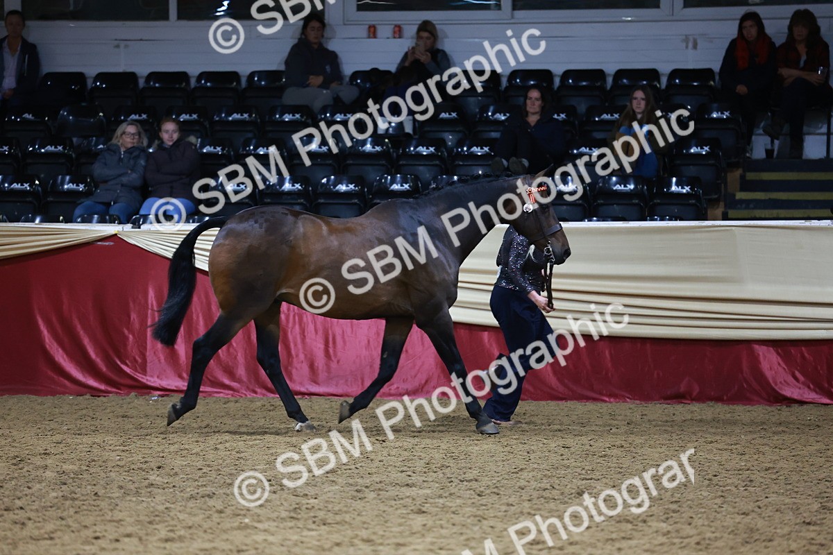 SBM_20500 - Class G - IH Large (over 148cm)Champ