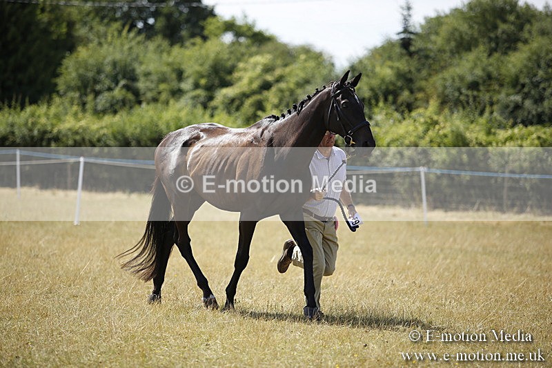 _C7A9716 - BVRC Sow 2018 Ring 2