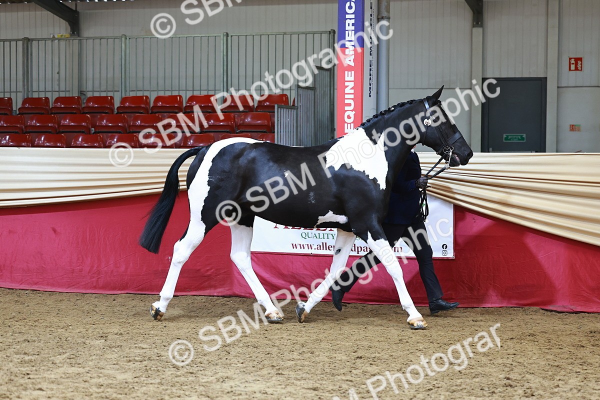 SBM_23200 - Class 903 - Supreme Final - IH Pre Vet