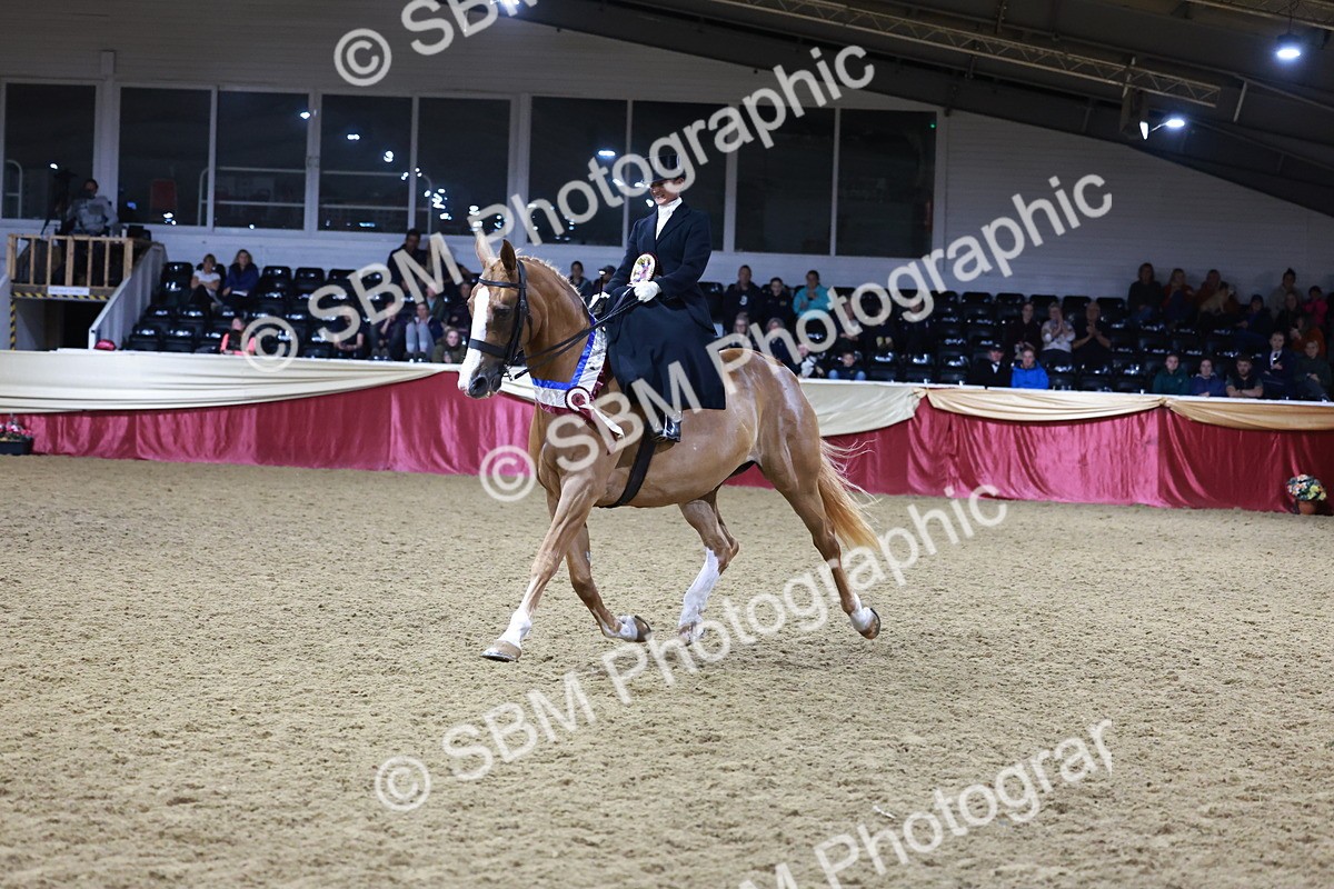 SBM_20974 - Class N - Side Saddle Champ