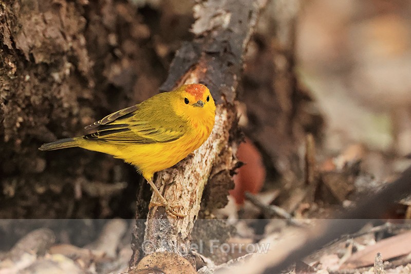 Yellow Warbler, Cormorant Point, Floreana, Galapagos - Yellow Warbler