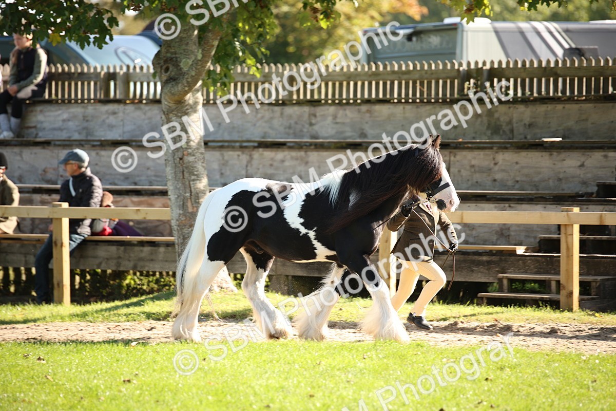 SBM_36547 - S10 - Best In Hand Horse & Pony