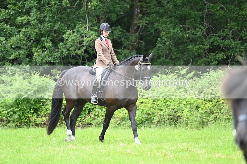 WJ7_3919 - Class 14A Handsome Gelding