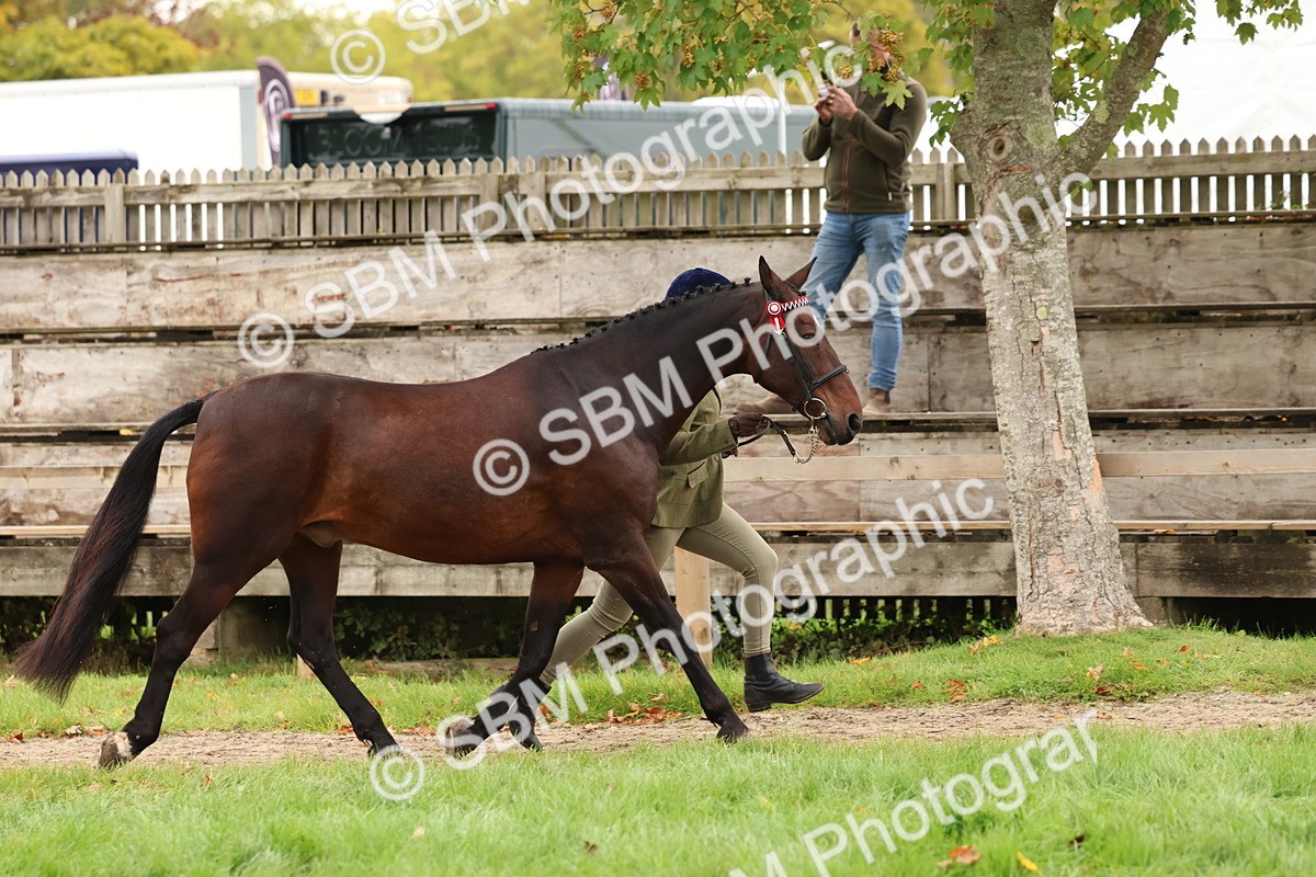 SBM_59846 - S36 - Rehabiliated Rescue Horse & Pony In Hand & Ridden
