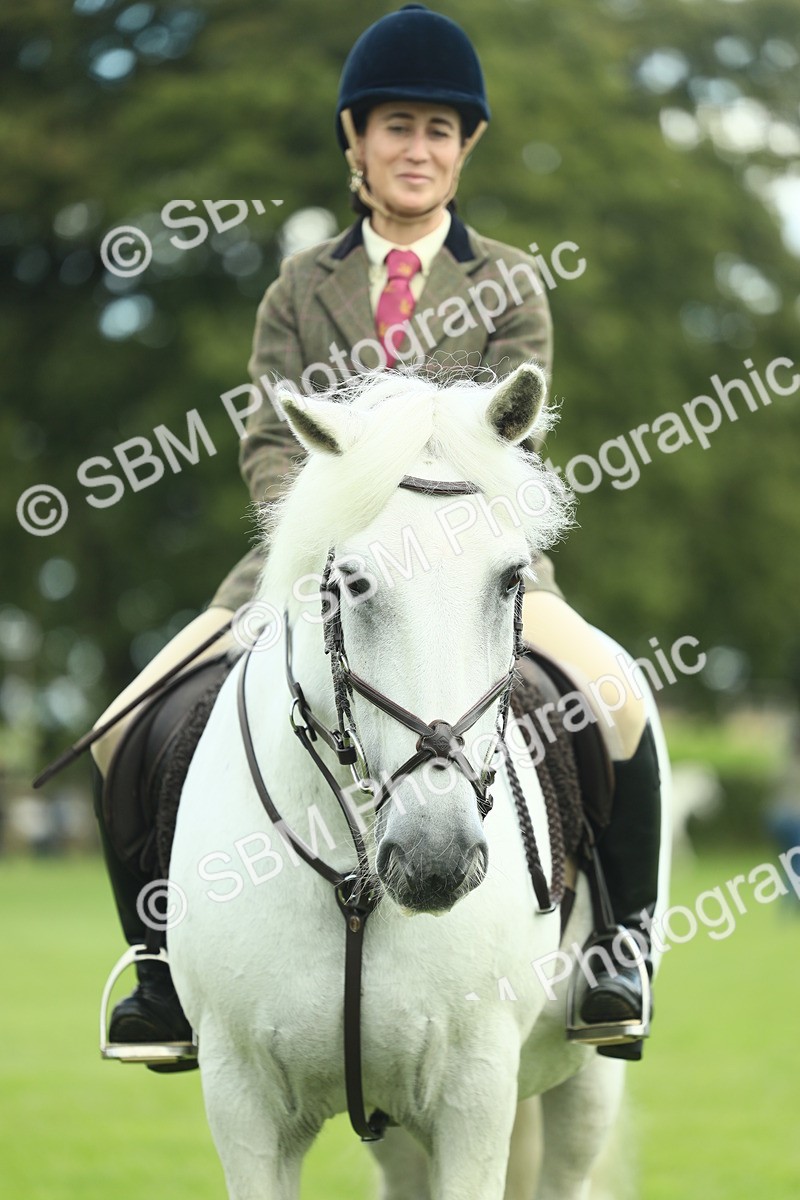 SBM_42172 - S29 - Novice & Newcomers Working Hunter Pony
