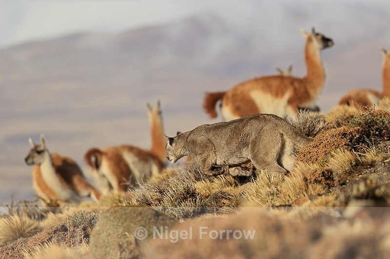 Female Puma Escacha leaps forward hunting Guanacos, Torres del Paine - Puma