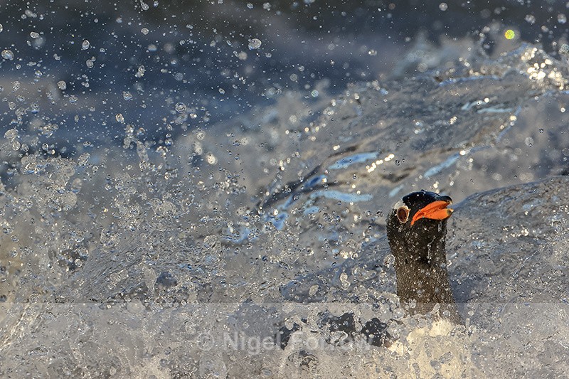 Gentoo Penguin and sea spray on landing, Sea Lion Island, Falklands - Gentoo Penguin