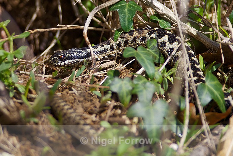 Adder basking in the sun above Tilly Whim Caves - REPTILES & AMPHIBIANS