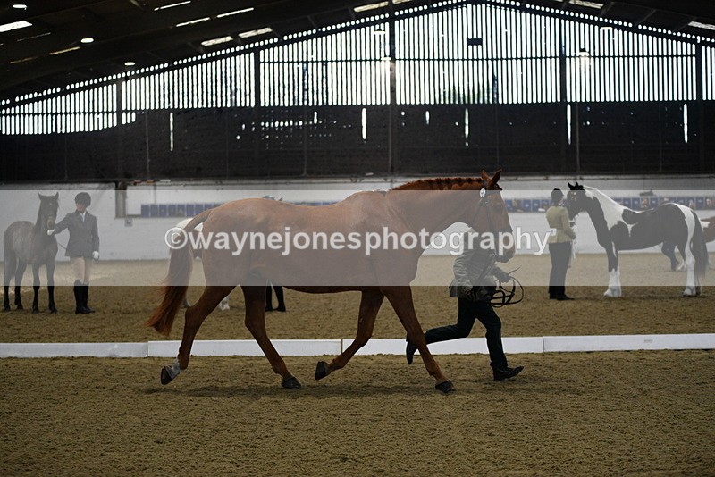 WJ5_3630 - Class 5 In Hand Veterans