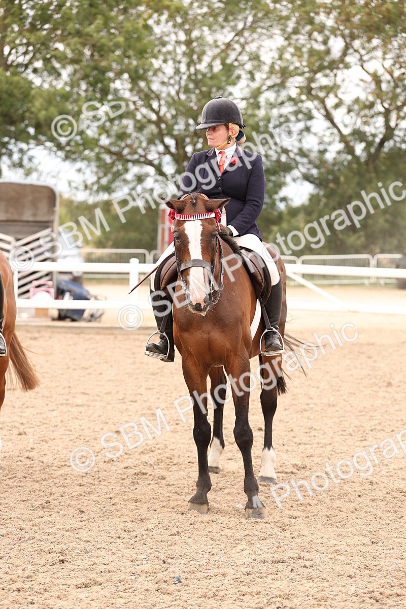 SBM_17356 - Class 214 - Ridden Hack Riding Horse