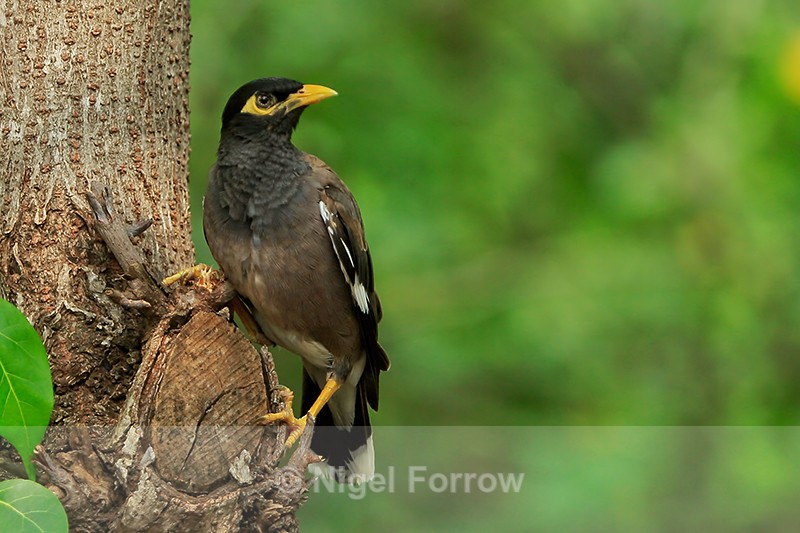 Common Myna perched on tree trunk, Hawaii - Common Myna