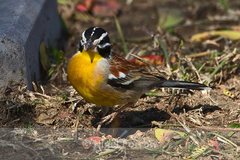 Golden-breasted Bunting on the ground - Golden-breasted Bunting