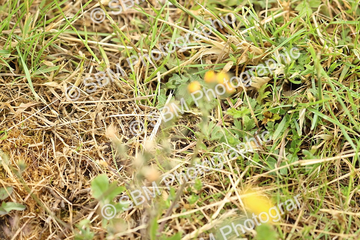 SBM_000522 - Class 5 - N5