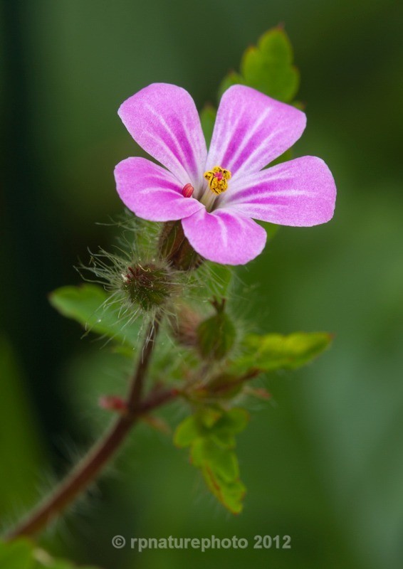 Herb Robert - Geranium robertianum RPNP0700 - Flowers