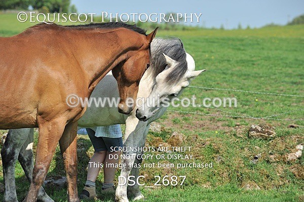 DSC_2687 - ARCHIVE REQUEST - Quincy and Guinness