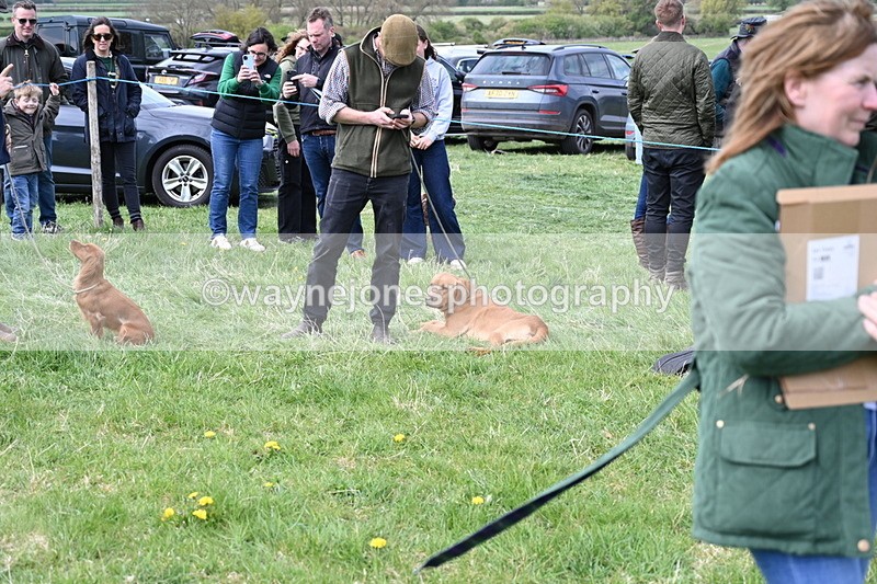 WJ6_8759 - Class 8 Best Working / Gun Dog or Bitch