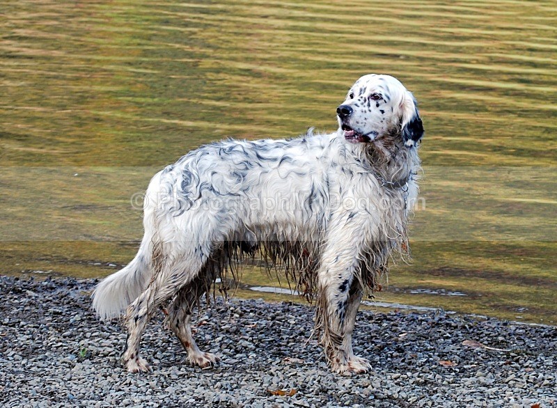 - English Setters