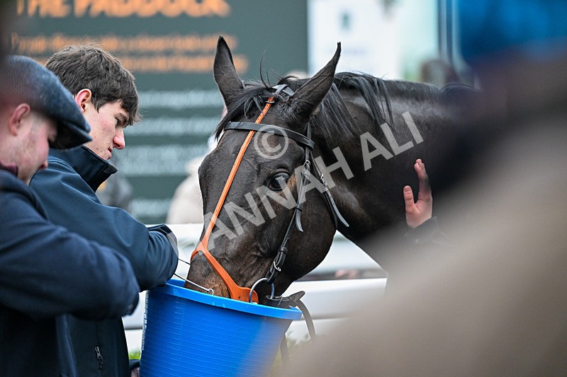 281225-Race 4-Ninna Collina-0918 - Race 4