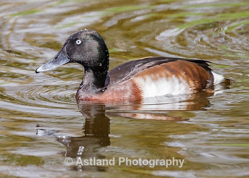 Astland Photography, Bird and Wildlife Images, Susan and Peter Wilson, U.K.