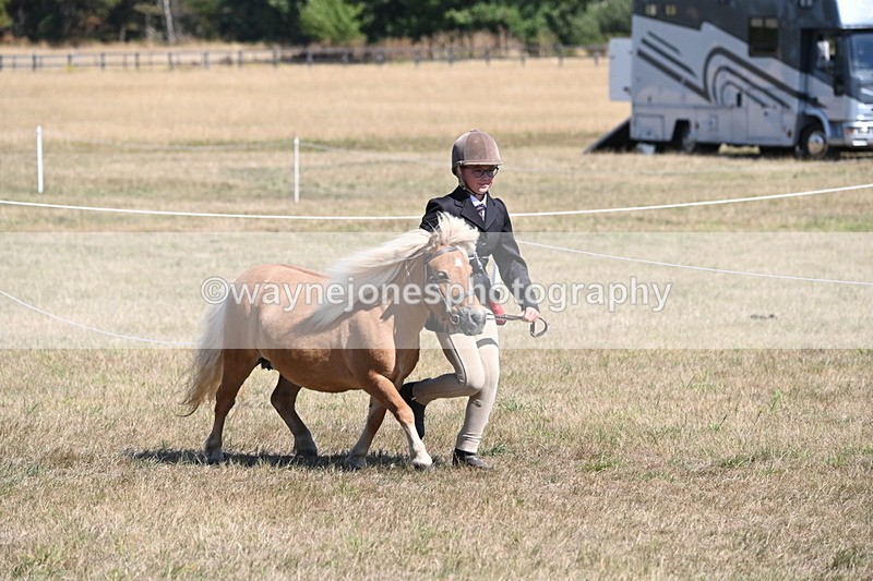 WJ6_8606 - Class 37b Best Loan Pony In-hand