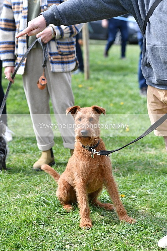 WJ5_9750 - Class 3 Most Handsome Dog