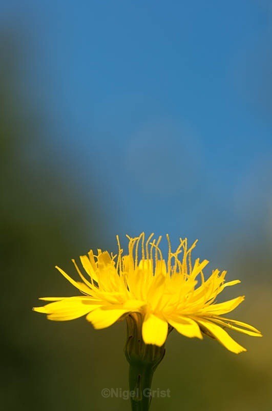 Yellow glow - Wildlife