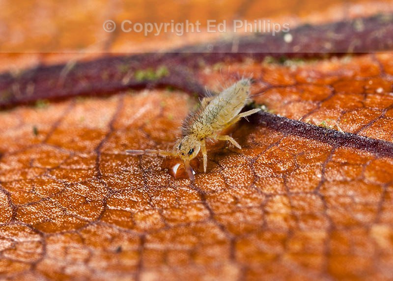 Entomobrya nicoleti