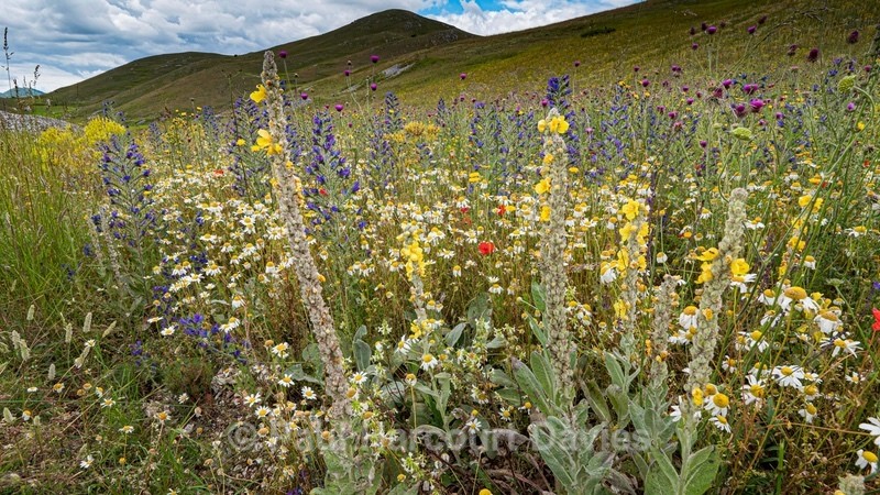 Flowering meadows above Santa Stefano di Sessanio - Flowers in the Landscape - 2