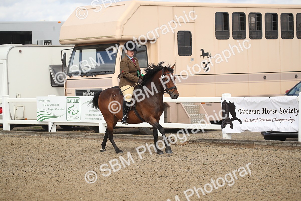 SBM_14615 - Class 505a - M&M Working Veteran - 50cm (15-19)