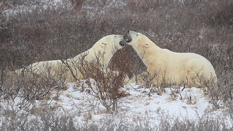Polar Bears face-to-face before sparring, Churchill, Canada - Polar Bear