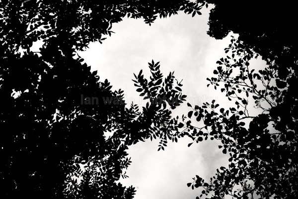 Flower  _FL_020 - Wild Flowers,  plants & Fungus photography, Great Britain