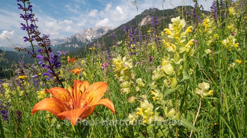Alpine meadow with Orange lilies (Lilium bulbiferum)  and  blue/purple meadow clary (Salvia pratense) - Flowers in the Landscape