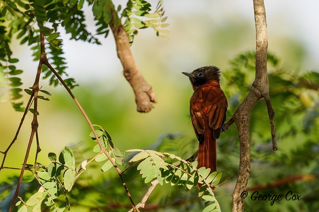 African Paradise Flycatcher - Gambia 2025