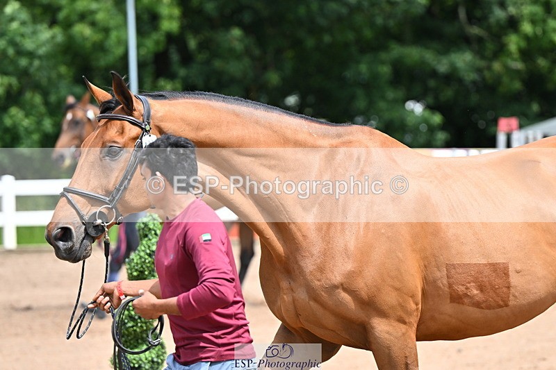 240718A-105304-01525 - Trot Up 12pm to 1pm