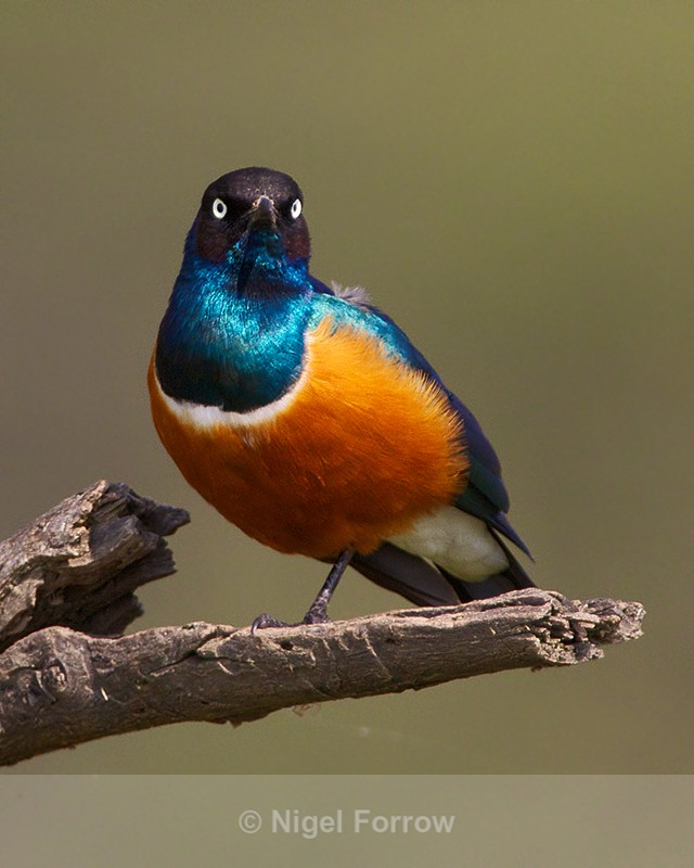 Superb Starling perched on a branch - Superb Starling