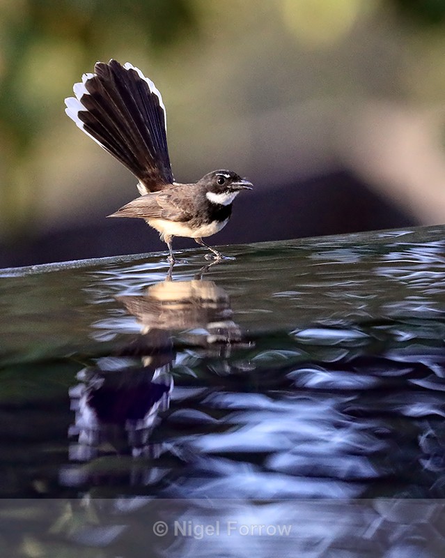 Pied Fantail poolside, Lovina, Bali - Sunda Pied Fantail