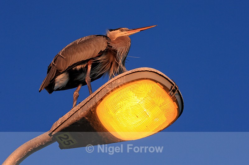 Great Blue Heron perched on lamp post, Fort De Soto, Florida - Great Blue Heron
