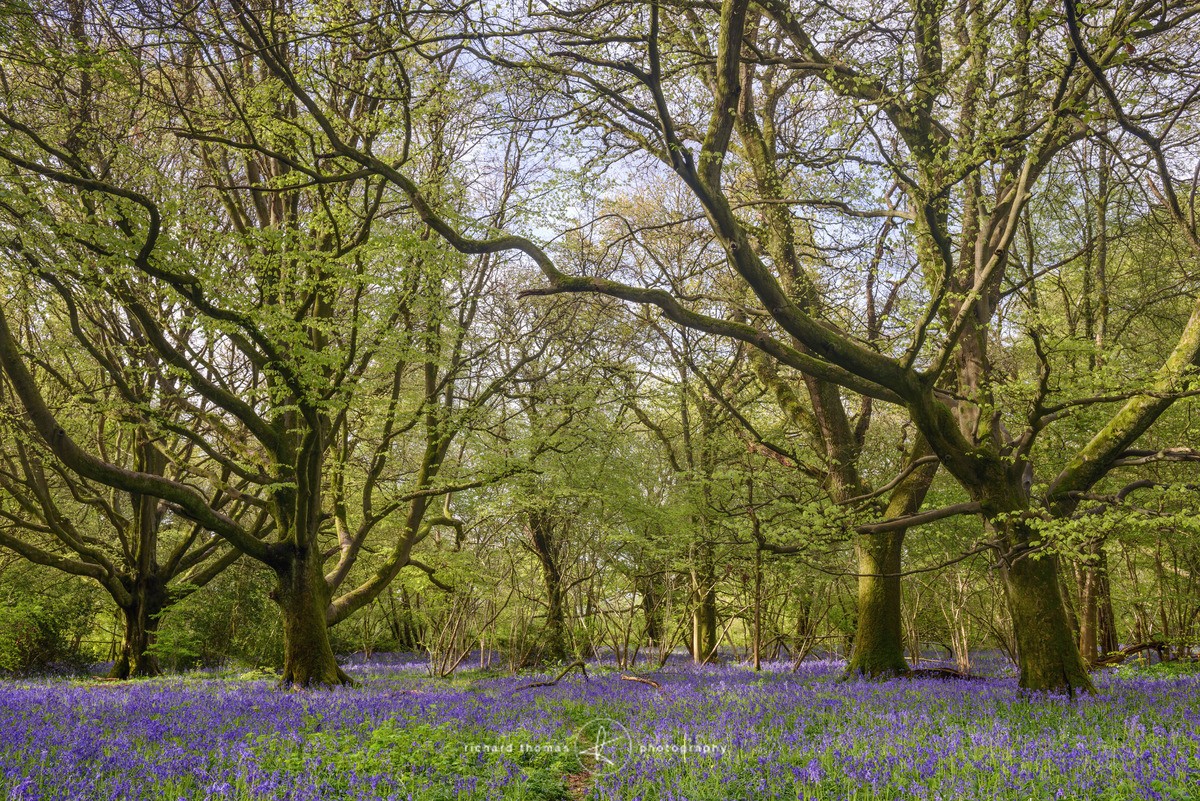 Ancient bluebell woodland - BlueWood