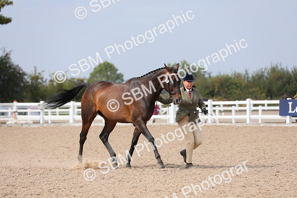 SBM_15931 - Class 313 IH Retired Racehorse