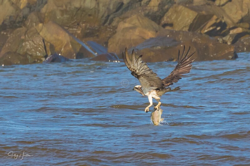 Osprey Fishing 4 - Osprey