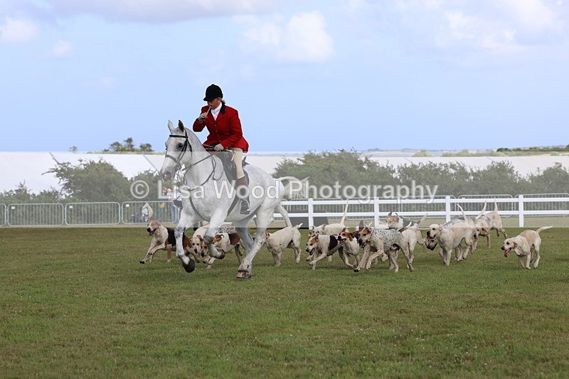3E7A3453 - Parade of Hounds
