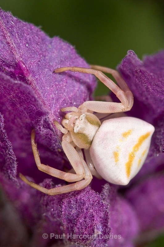  - Bugs: Spiders